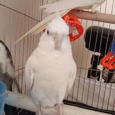 عروس هلندی البینو