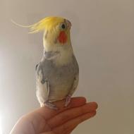 عروس هلندی ابلق سخنگو