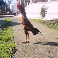 خروس لاری 00