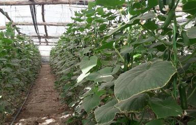 گلخانه کبوده