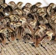 جوجه کبک یک روزه