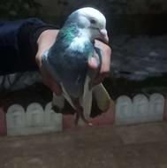 فروش کبوتر میزان