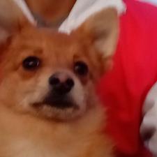 واکسن خورد شناسنامه داره