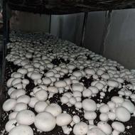 به یک زن و شوهر جهت برداشت قارچ