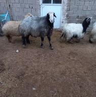 قوچی شین به ش