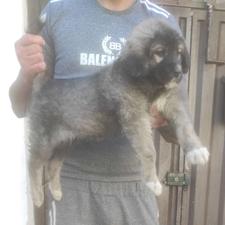 سگ پژدر توله از نسل معتبر ماده واگذاری