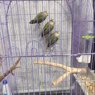 طوطی کوتوله برزیلی