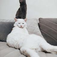 پیشی اسکاتیش نر ملوس اروم وارداتی