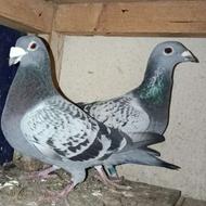 کبوتر مسافتی