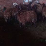 7راس بره درجه یک