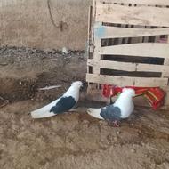 یه جفت کبوتر پشت دار سیاه