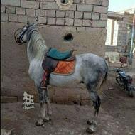 فروش اسب نر