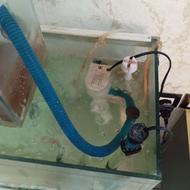 اکواریوم 80سانت