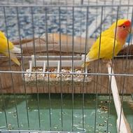 فروش طوطی برزیلی مولد به شرط سلامت