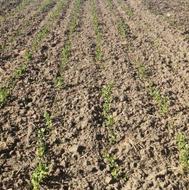 تیلرواس بیجن نخود