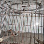 فنچ نر دونه ای 200