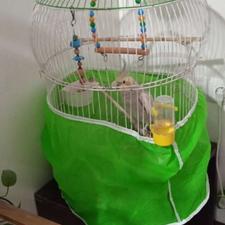 فروش طوطی عروس