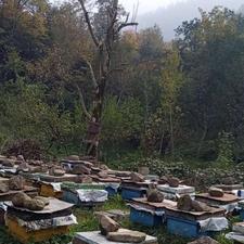 فروش زنبور عسل