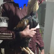 خروس لاری افغان