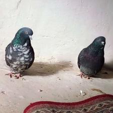 کبوتر جفت ساعت بالا