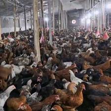 فروش 15 هزار قطعه نیمچه گلپایگانی