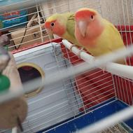 طوطی برزیلی جفت با قفس