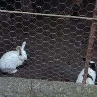 فروش خرگروش