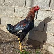 جوجه لاری اصل