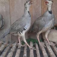 کبک کوهی تازه گیر