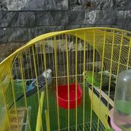 دو عدد مرغ عشق سالم همراه با قفس و لوازم داخل قفس