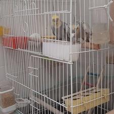 یک جفت عروس هلندی با4 جوجه 15روزه