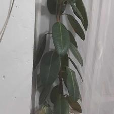 فیکوس الاستیکا