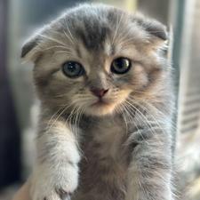 بچه گربه بریتیش