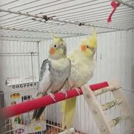 عروس هلندی جفت سرحال با قفس