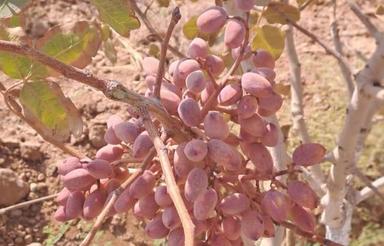 زمین باغ پسته با آب