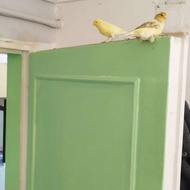 قناری نر و ماده