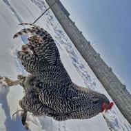 خروس برهما وارداتی