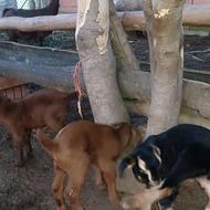 بره بزغاله بز گوسفند