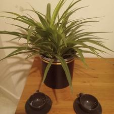 گیاه آپارتمانی گندمی