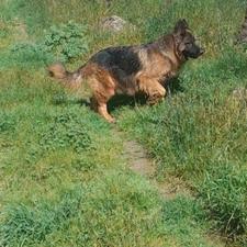 سگ ژرمن شولاین ماده واگذاری