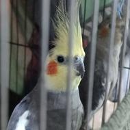 عروس هلندی طوسی