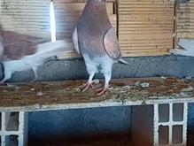 کبوتر زرد شازده در شیپور