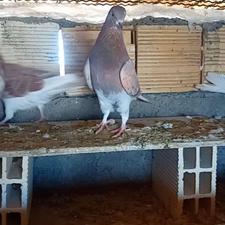 کبوتر زرد شازده