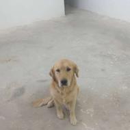 سگ گلدن واگذاری