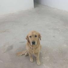 سگ گلدن واگذاری