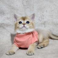 گربه بریتیش گلد صورت خرسی