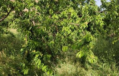 6000 متر باغ کشاورزی فروشی