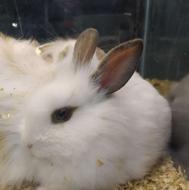 سرپرست دائم برای خرگوش لوپ اوکراینی