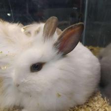 سرپرست دائم برای خرگوش لوپ اوکراینی