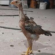 خروس لاری خریدارم